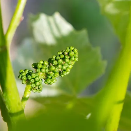 Urlaubsoase Huegelperle