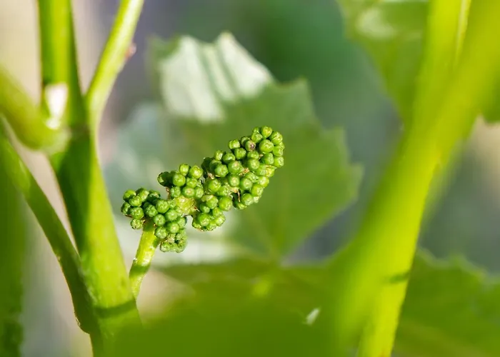 Urlaubsoase Huegelperle